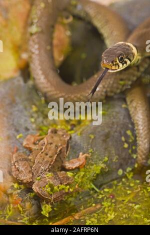 Ringelnatter (Natrix natrix). Lokalisieren einer Frosch (Rana temporaria), mit dem bi-furcated, abgespalten, der Zunge. Wasser aus einem Gartenteich. Feder. Stockfoto