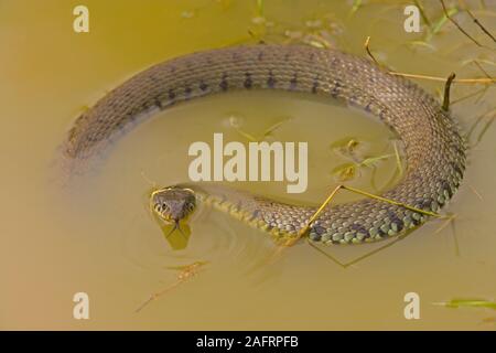 Ringelnatter (Natrix natrix), am Wasser einer Drainage Deich. Auf der Wasseroberfläche. Eine außergewöhnlich große weibliche, voller Eier. Stockfoto