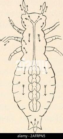 . Die animans und Mann; eine elementare Lehrbuch der Zoologie und Humanphysiologie. emoved. Bei diesen Tieren die Cir - 62 DIE TIERE UND DER MENSCH langsam System ist in hohem Grade entwickelt werden und der Vermittlung mit großer Effizienz. In Amceba, wegen seiner geringen Größe und der constantflowing des Körpers - Substanz, es gibt keine zirkulierenden Systems. In einigen Protozoen der Inhalt der Zelle scheinen bestimmte Bewegung zu einen, aber es gibt keine solche Organe als heartand Blutgefäße. In den meisten Tieren wefind Blut und Röhren andspaces in zu zirkulieren. In einigen, wie die Insekten (Abb. 21), wird nur ein Teil der Stockfoto