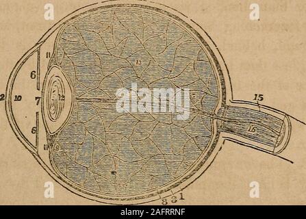 . Eine Abhandlung über die Anatomie, Physiologie und Hygiene: für Hochschulen, Akademien und Familien konzipiert. Er ist weich, und jedes successiveone erhöht die Festigkeit bis die zentrale Schicht bildet eine harte ened Kern. Diese Schichten werden am besten durch Abkochen, oder durch Eintauchen in Alkohol, wenn Sie separate leicht fromeach andere demonstriert. Beobachtungen. 1 st. Die Linse ia das Auge von einem Fisch rund ist. Die vaskuläre Schicht. 902. Wo befindet sich das Kammerwasser befindet? Whatpart des Auges ist der Vorderkammer genannt? Die hintere Kammer?, Was sind die Kammern, die gefüttert? 903. Wo ist tlie kristalline humorsituated? Stockfoto
