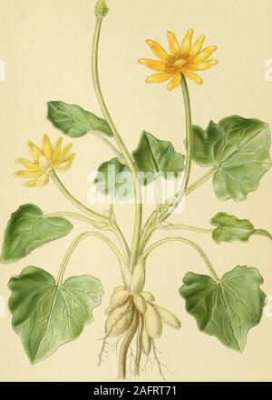 . Billeder af Nordens Flora. KNOLD - RANUNKEL, Ranunculus bulbosus. ;. L^ TR, A, B. STHl".. VORTEROD, RANUNCULUS FICARIA. A. eORTZELLST 163 Stockfoto