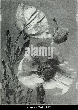 . Die Farquhar Herbst Katalog: 1921. Auswirkungen mit üppigen Laub und rosa Blüten; Juli und August. 4 ft moseheutos Albus. Weiß Crimson Auge. Sehr große Blüten, weiß mit roten Augen; Juli andAugust. 4 ft Iberis sempervirens. (Evergreen Candytuft.) Eine der besten Zwerg pro-ennials, zur Formung der Bordüren und Steingarten Klumpen angepasst; Juni. 1ft. . Tenoreana. Lila; sehr früh Iris Germanica. (Deutsch Iris.) Siehe Seiten 22-23. Ksempferi. (Japanische Iris.) finden Sie auf Seite 23. Orientalis. Violett, Juni und Juli. 2 ft Orientalis. Snow Queen. Pure White pumila Gelb. Zitronen-gelb schattierte Dunkler siberica. Licht Stockfoto