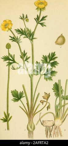 . Billeder af Nordens Flora. LAVRANUNKEL, Ranunculus repens. *. BbRT 2 ELLSTR. A.&STr-l 161,-.^^ J. KNOLD - RANUNKEL, Ranunculus bulbosus. ;. L^ TR, A, B. STHl". Stockfoto