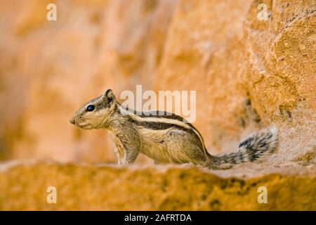 5-gestreift oder NÖRDLICHEN PALM SQUIRREL (Funambulus pennanti). Auf rotem Sand stone wall Jaisalmer, Rajasthan, Indien. Stockfoto