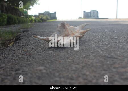 Sea Shell Stockfoto