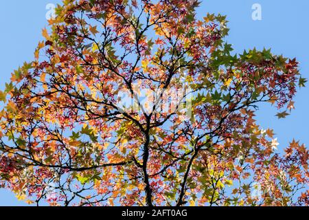 Acer palmatum. Japanischer Ahorn Blätter im Herbst Stockfoto