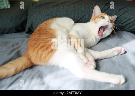 Langweilig Katze mit Gähnen, öffnen den Mund Stockfoto