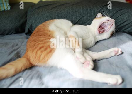 Langweilig Katze mit Gähnen, öffnen den Mund Stockfoto