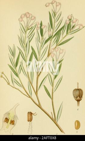 . Billeder af Nordens Flora. HEDELYNG, Calluna vulgaris (l.) salisb. 148. ROSMARINLYNG, Andromeda polifolia l k. ettRTZELLS 149 Stockfoto