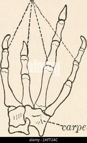 . Die animans und Mann; eine elementare Lehrbuch der Zoologie und der menschlichen Physiologie. , Spheno - ethmoidmaxillary, squamosal Ziffern. ex-Okzipitalen.  carpelsC -- Radio-ulnare Beckenwirbel^ supra-schulterblatt * Humerus Stockfoto