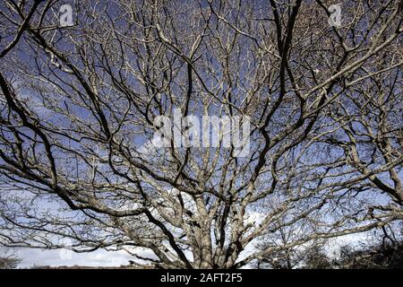 Ein Bäume Äste im Winter. Stockfoto