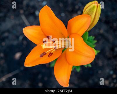 Orange asiatische Lilien mit einer selektiven weichzeichner in Adelaide, South Australia am 13. Dezember 2019 Stockfoto