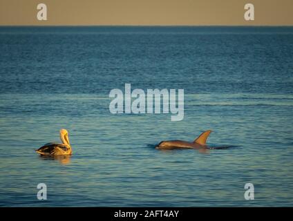 Pelican und Delfin am Folly Beach in der Nähe von Charleston, South Carolina. Stockfoto