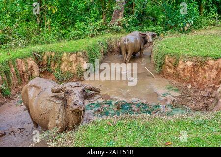 Zwei große carabao (Lateinisch - Bubalus bubalis"), eine Pflanzenart aus der Gattung der Wasserbüffel auf den Philippinen. Die meisten sind von den Landwirten besessen, und sie erfreuen sich Suhlen. Stockfoto