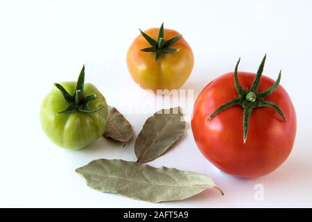 Tomaten wachsen oben Fortschritte mit Blätter auf weißem Hintergrund isoliert. Gesundheit Konzept Stockfoto