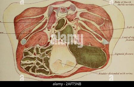 . Handbuch der pränatale Pathologie und Hygiene: der Fötus. ^ Lpop o/sigitwid. Stockfoto