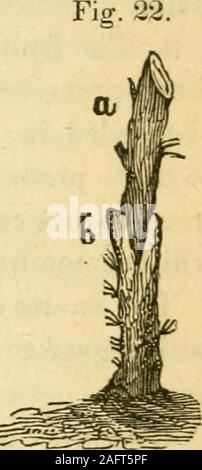 . Elemente der wissenschaftlichen und praktischen Landwirtschaft: oder, Die Anwendung von Biologie, Geologie und Chemie in der Landwirtschaft und im Gartenbau. barkof der Spross und dass der Bestand genau incide. Das Ganze ist dann gedeckt withclay, oder mit dem Zement oben gesprochen, unddem Scion an seiner Stelle durch die forceof Holz, in der gleichen Weise wie einen Keil gehalten wird. Diese processoften Blätter zu große Wunde, und die Teile sind nicht über und machte Firma alwayshealed. Es ist jedoch die meisten expedi * ehrgeizigen Weg, die meisten einfach und in der Regel am erfolgreichsten. 3. Sattel Pfropfen. Lindley empfiehlt Herr Kni Stockfoto