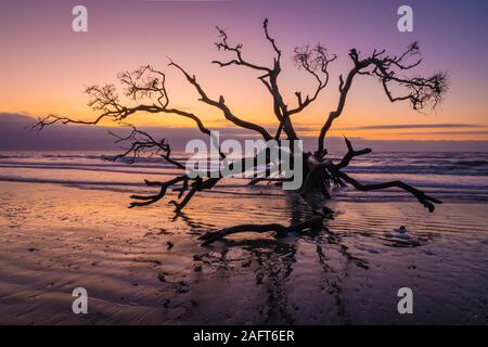 Edisto Island ist eine von South Carolina der Sea Islands, den grösseren Teil in Charleston County liegt, mit seiner südlichen Spitze in Abbeville County. Th Stockfoto