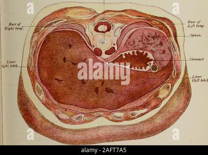 . Handbuch der pränatale Pathologie und Hygiene: der Fötus. Den unteren Teil des Körpers von 9 Brustwirbel.. Stockfoto