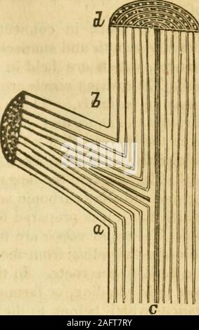 . Elemente der wissenschaftlichen und praktischen Landwirtschaft: oder, Die Anwendung von Biologie, Geologie und Chemie in der Landwirtschaft und im Gartenbau. tances wlien präsentiert. Aber das Unterscheidende und absondernde Kraft hat bezweifelt worden, und diese Funktionen der Wurzel sind noch nicht voll etabliert. 2. Stiel oder Culm. Die stammzellen (Abb. 12) Wird der Bündel aus ofsmall Rohre, die von den Wurzeln zu den Blättern, in der sapand Luft zirkulieren kann. Die Rinde coutains ähnliche Röhren für die de-Duft aus den Blättern des Kambiums, Säfte oder ausgearbeitet. Der Schaft die Markröhre c, bestehend aus Röhrchen enthält Dispo Stockfoto