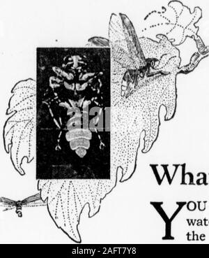 . Highland Echo 1915-1925. ateThe Exzellenz in der Debatte von BatesCollege, einer kleinen Täufer institutionin Lewiston, Maine, hat lange an - tracted Aufmerksamkeit. Wiederholt, itsteams haben die Vertreter der Östlichen Hochschulen besiegt, einschließlich Yale und Harvard und anderen führenden Hochschulen. Diese Sache wurde auf forsome Jahre und liegt nun bei einem pointwhere das Problem wird Internatio- nal. Oxford University hat angefochten wurde Bates zu einer gemeinsamen Aussprache, thedate Juni 16. Wenn das nicht 9 Geschichte makesthe Märchen vom hässlichen Entlein un-bewegten, haben wir keine Richtung der thedramatic. Hier ist der Sitz von Br Stockfoto