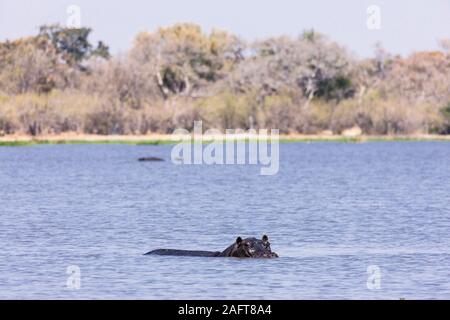 Nilpferd im Nilpferd, Moremi Wildreservat, Okavango Delta, Botswana, Südafrika, Afrika Stockfoto