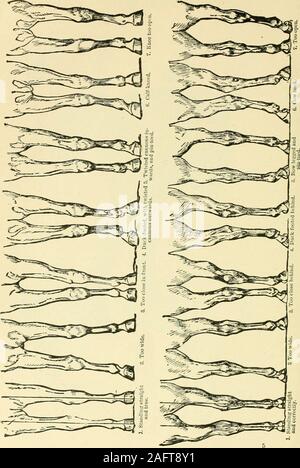 . Die standard Pferd Buch, bestehend aus der Zähmung, Controlling und Bildung der unversehrten und bösartige Pferde. Abb. 413. Abb. 414.. Kapitel XX, Stockfoto