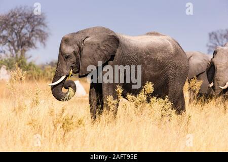 Elefanten fressen Gras, Moremi Wildreservat, Okavango Delta, Botswana, Südafrika, Afrika Stockfoto