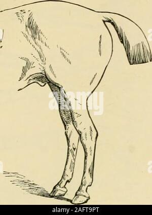 . Die standard Pferd Buch, bestehend aus der Zähmung, Controlling und Bildung der unversehrten und bösartige Pferde. BAB FOI. VTS. 327. Stockfoto