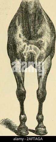 . Die standard Pferd Buch, bestehend aus der Zähmung, Controlling und Bildung der unversehrten und bösartige Pferde. Abb. 4 U 9. 326 gute Punkte. Stockfoto