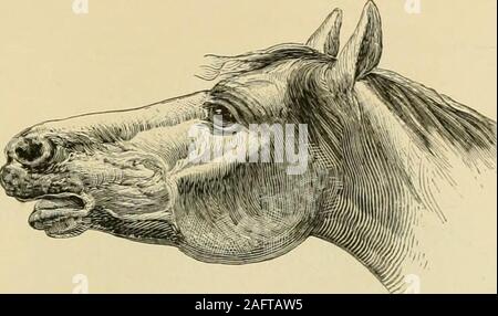 . Die standard Pferd Buch, bestehend aus der Zähmung, Controlling und Bildung der unversehrten und bösartige Pferde. Gute POIXTS. 325. Abb. 407 Stockfoto