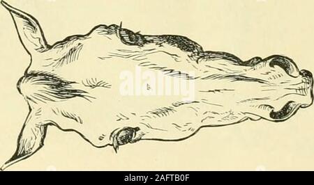 . Die standard Pferd Buch, bestehend aus der Zähmung, Controlling und Bildung der unversehrten und bösartige Pferde. Gute POIXTS. 325 Stockfoto