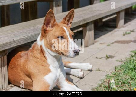 Der Basenji Hund unter der Treppe versteckt sich vor der Hitze Stockfoto