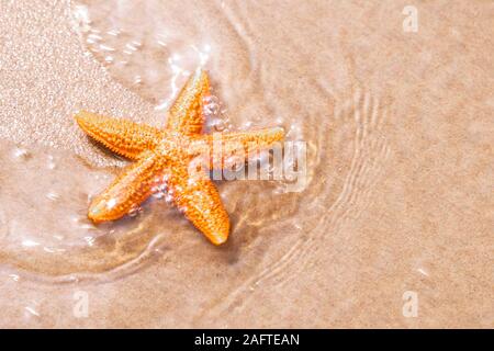 Orange Seestern hat an Land, am Strand Sand bei Sonnenuntergang gewaschen. Konzept zur Förderung des Tourismus Stockfoto