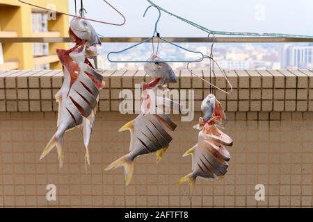 Rohe Fische, die Luft auf dem Balkon trocknen Stockfoto