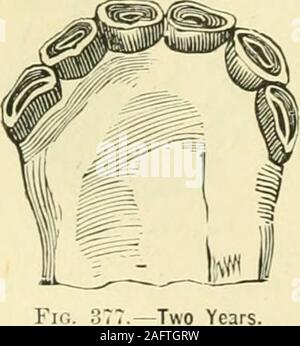 . Die standard Pferd Buch, bestehend aus der Zähmung, Controlling und Bildung der unversehrten und bösartige Pferde. - 20 Monate. Ich/OW ZU SAGEN DAS ALTER. 315 Stockfoto