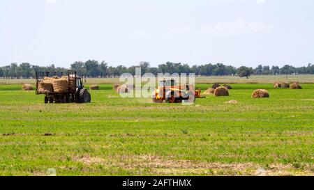 Einen landwirtschaftlichen Traktor Lader lasten Heuballen in einen Traktor Anhänger auf dem Feld Stockfoto