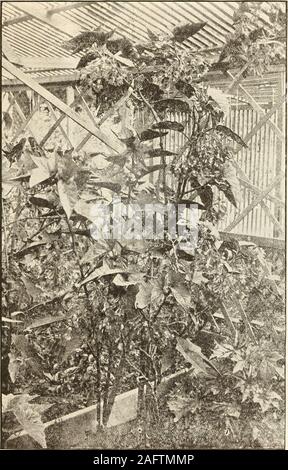 . 1905 - '06 Beschreibender Katalog der seltenen Blumen: Saatgut, Pflanzen, Blumenzwiebeln, Kakteen, etc. Tiieodosia B. Hirte Companys Katalog 1!). Frau Schäfer Tkbe Begonia, 10 Fuß hoch, 20 Titeodosia B-. Shephkkd Companys Katalog Beatrice. Truty eine stattliche Pflanze, mit anmutigen Zweige Brückenbildung und schöne glänzende fol-iage, die in allen Phasen des Wachstums wie Blätter im Herbst. Sie sind eine sehr helle Terra cottared unterhalb und stattlich mit Silber oben beschmutzt. Die Blüten hängen in langen rispen droopinggraceful; hell purpur mit rosa Blüten. Schönheit. Diese Sorte ist sehr groß, die dar Stockfoto