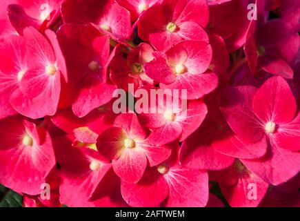 Schöne rosa Hortensie hortensie Stirn auf einem Busch in der hellen Sonne glänzen. Stockfoto