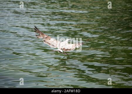 Möwe das Fliegen auf der Meeresoberfläche im Meer Bucht in der Nähe der Küste Stockfoto