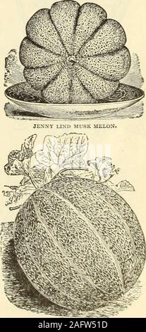 . Henderson's Großhandel Katalog. : Saatgut, Geräte, Dünger, Insektizide & c. für Gärtner und Lkw-fahrer. LETTCCE TBIANON COS.. MILLERS CRtAM MUSE MELONE. Unsere neue Broschüre, wie Sie wachsen am besten Moschus Melonen für Tisch und Verkauf, m?^^ Ich?,? Kostenlos für die Kunden, wenn Sie dazu aufgefordert werden. 40 PETER HENDERSON & Co., NEW YORK. - Großhandel Katalog. Stockfoto