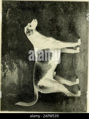 . 50 Jahre 'Fuchs - Jagd mit den Grafton und andere Verpackungen von Jagdhunde. Alter die Gelegenheit und gezüchtet eine famoushound von ihm von Hector. Im Jahre 1842, als Fürst Southampton nahm theGrafton, er verlor keine Zeit, sich die favoriteblood in seine Zucht durch Hector. Gefahr, Hannibal, Verkünder, und Hirt wereworthy Nachkommen ihrer Vorgänger festgestellt, obwohl Sie waren nicht modischen Farben, beingblack und Weiß. Herald hatte einen sehr großen Fleck auf dem Rücken, das Ergebnis einer Verbrühen, durch eine achtlos servantthrowing heißes Wasser auf ihn verursacht. Hirt war die amüsanteste houndin Zwinger: Wenn Sie showe Stockfoto