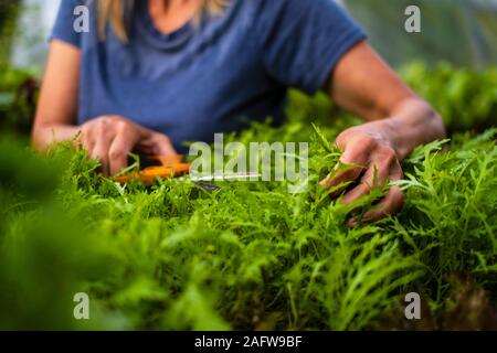 Close up Frau trimmen Gemüsearten Stockfoto