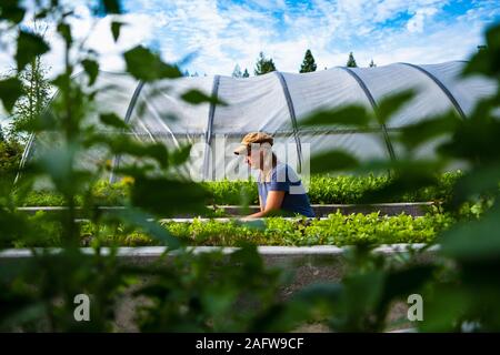 Weibliche Landwirt tendenziell Gemüsepflanzen außerhalb von Treibhausgasen Stockfoto