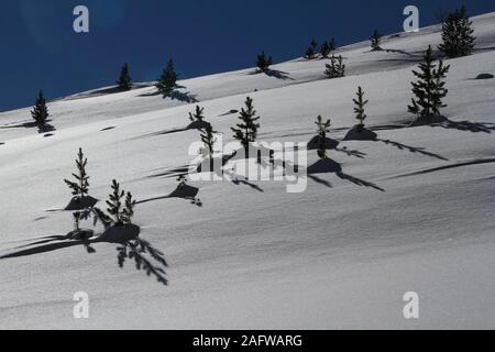 Bäume und Schatten auf sonnigen, verschneiten Berghang, Lue, Kanton Graubünden, Schweiz Stockfoto
