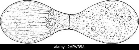 . Die britische Süßwasser und Rhizopoda Heliozoa. Abb. 13.-frühes Stadium in der Konjugation von Difflugia pyriformis, var. Lacustris: zwei Personen nähern sich einander, theplasma des Einen die mündliche Aperture der anderen Kuvertieren, und die körnige Substanz der beiden Tiere Vermischung. Ein paar Minuten genügten die Münder der Tests closetogether zu bringen. x200. Die Zysten, also in der Regel in der testaceousRhizopoda {NeheJa, Difflugia, Enghjjylia usw.) protectwhat beobachtet werden als Schwarm - Sporen bekannt. Die parentorganism teilt sich auf in einzelne Zellen, jede Zelle- mit seinen Teil der Nu Stockfoto