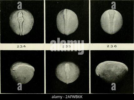 . Amtsblatt der Morphologie. 2 3 2 233. 237 2. 38 2 39 569 Platte 6 ERLÄUTERUNG DER ZAHLEN (Cryptobranchus allegheniensis) Bichromatc - Essigsäure - Formalin Fixation. X4. Ventrale Ansicht des Embryos in der vorangegangenen Abbildung gezeigt. Dorso-laterale Ansicht des Embryos in der vorhergehenden Abbildung Dorsale Ansicht der Embryo in der vorangegangenen Abbildung gezeigt. Ventrale Ansicht. Laterale Ansicht des Embryos in der vorangegangenen Abbildung gezeigt. Laterale Ansicht. Dorsalansicht. Laterale Ansicht des Embryos in der vorangegangenen Abbildung gezeigt. Laterale Ansicht. Laterale Ansicht. 240 Stufe 17. 241 Stufe 17. 242 Stufe 17. 243 Stufe 18. 244 Stufe 18. 245 Sta Stockfoto
