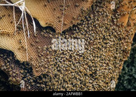 Wild Bienenstock mit Bienen hängen an der Höhle Dach, Nahaufnahme Stockfoto