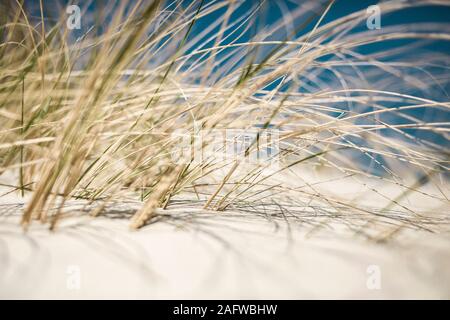 Close up Beach Gras wachsen im sonnigen Sand dune Stockfoto