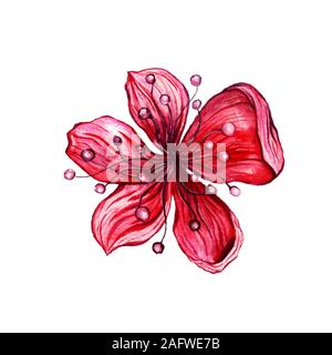 Japanische Kirsche oder Red sakura isoliert Clipart. Rosa Blumenmuster Zeichnungen auf weißem Hintergrund. Botanische Illustration Stockfoto